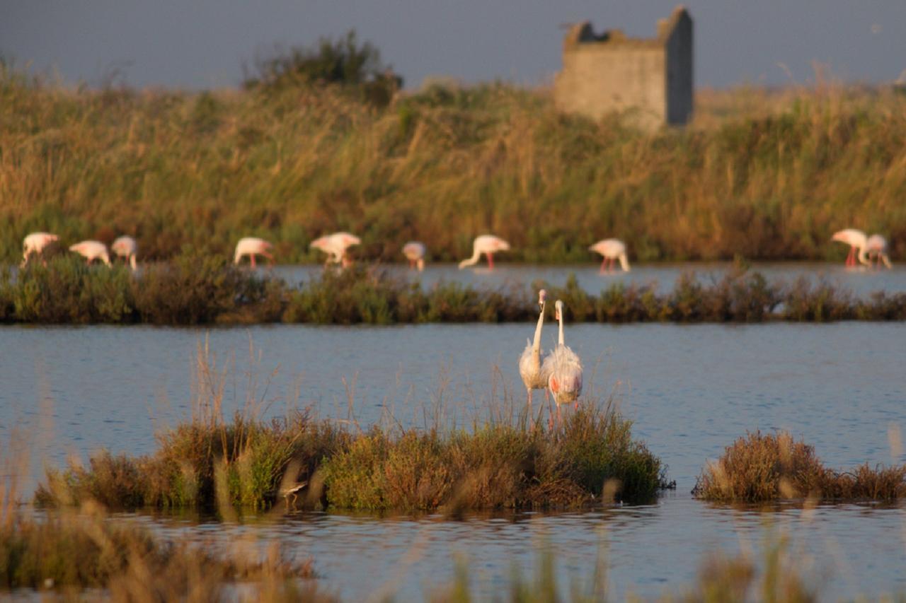 Agriturismo Valle Isola "La Tana Del Gusto" Villa Comacchio Ngoại thất bức ảnh